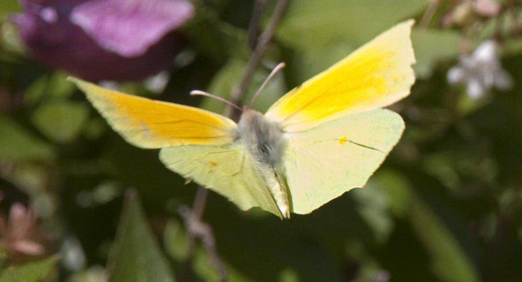 Co symbolizuje żółty motyl?