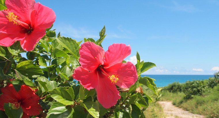 Jakie jest znaczenie kwiatów hibiskusa?