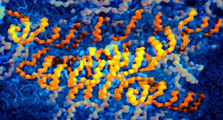 Które wirusy zawierają RNA jako informację genetyczną?