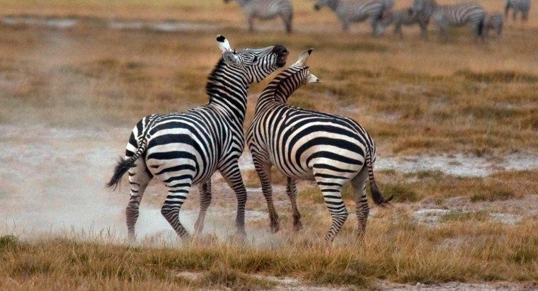 Jak Zebras chronią się same?