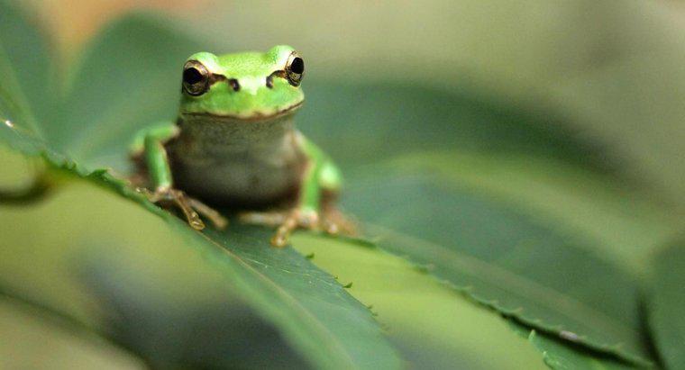 Jakie jest znaczenie żab w śnie?