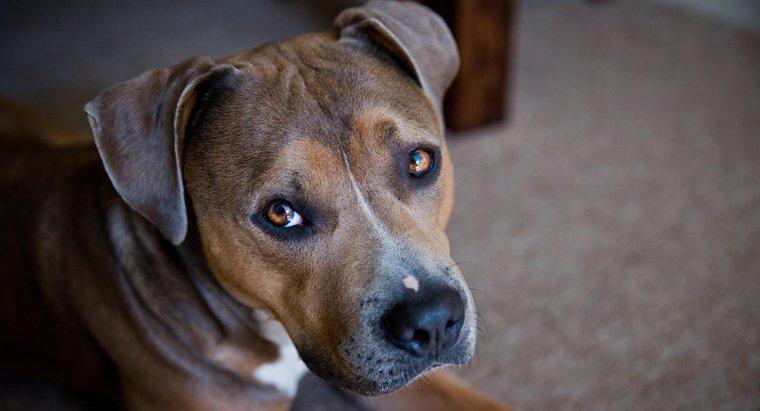 Jaka jest różnica między amerykańskim Staffordshire Terrier vs. a Pitbull?