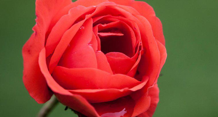 Co to jest naukowa nazwa róży?