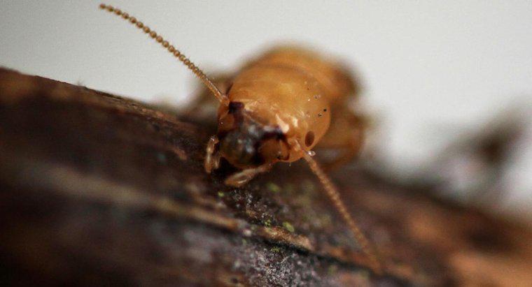 Jak wyglądają ukąszenia termitów?