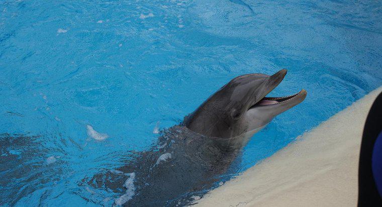 Co to jest zakres słyszenia Dolphina?