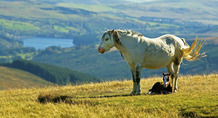 Co to jest Walijski kucyk górski?