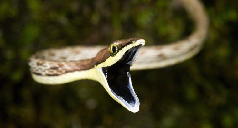 W jaki sposób węże trawią swoje jedzenie?