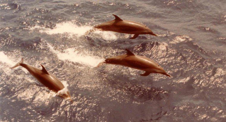 Dlaczego rekiny boją się delfinów?