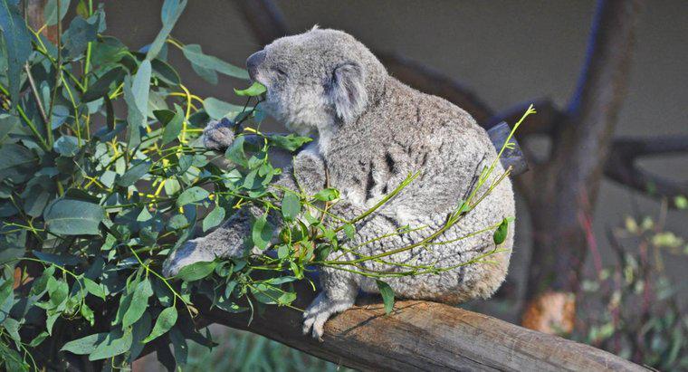 Co robi niedźwiedź Koala?