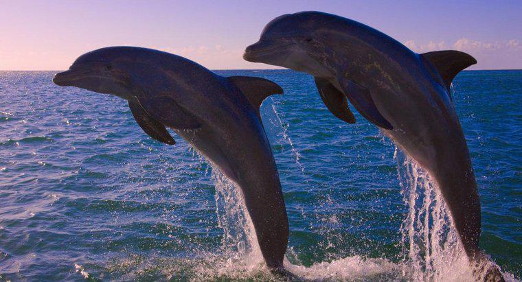 Ile delfinów zostało na świecie?
