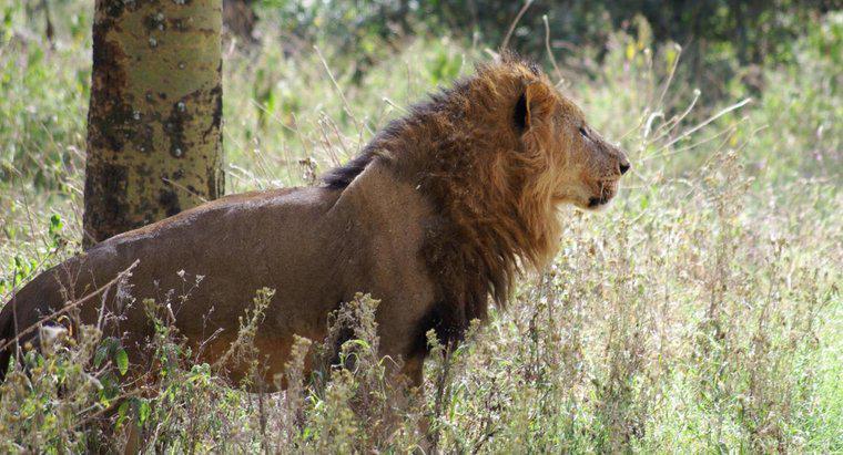 Co robią lwy afrykańskie?
