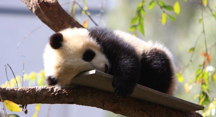 Jakie są nazwy Baby Panda?