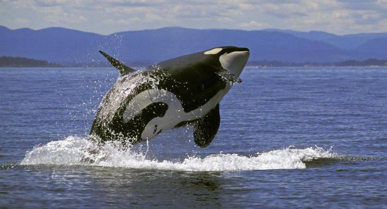 Ile waży wieloryb zabójcy?