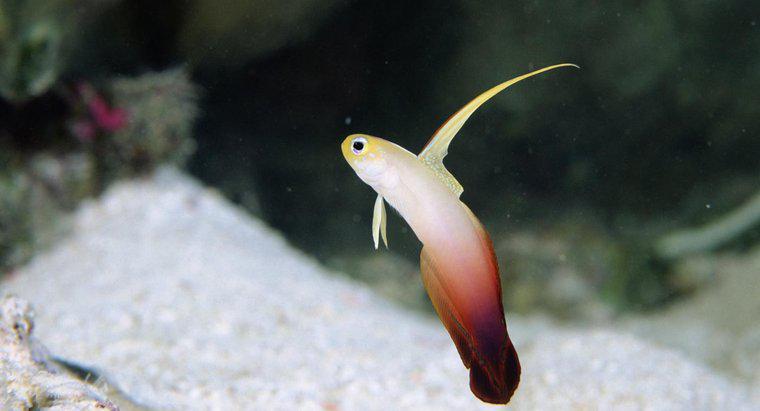 Co to jest Goby Firefish?