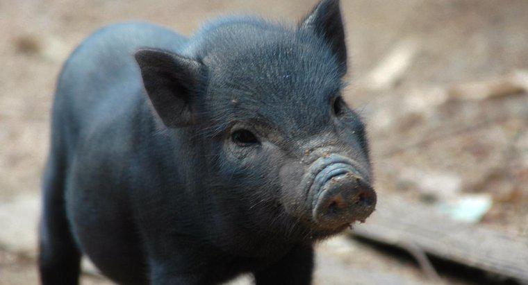 Jaka jest typowa długość życia świni?