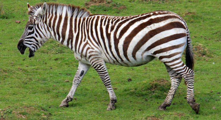 Czy Zebra to koń?