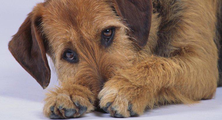 Co powoduje, że pies ma biegunkę z krwią i śluzem?