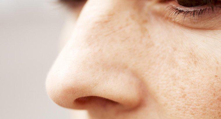 Jakie są dwie funkcje błony śluzowej w jamie nosowej?