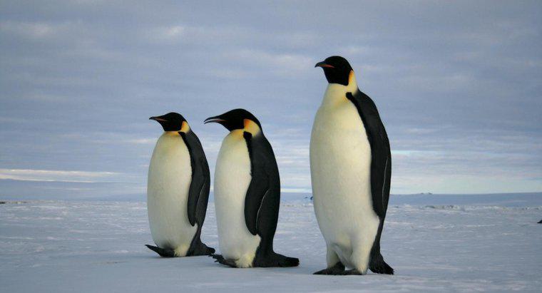 Co je pingwinów cesarskich?