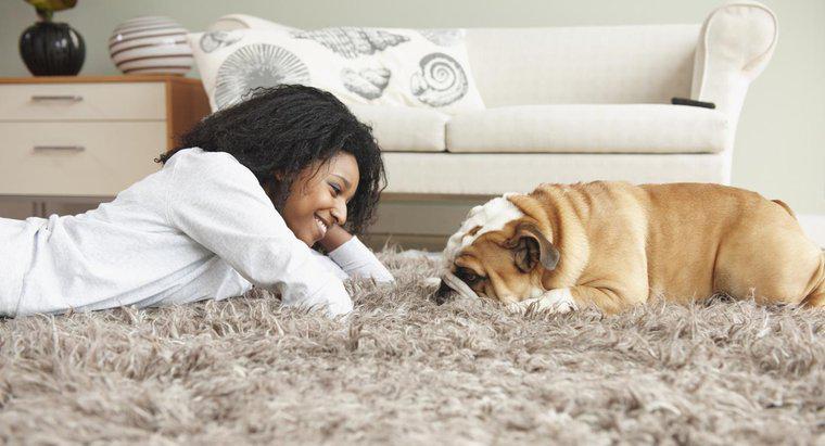 Co mogę położyć na dywaniku, aby utrzymać psa przed sikaniem?