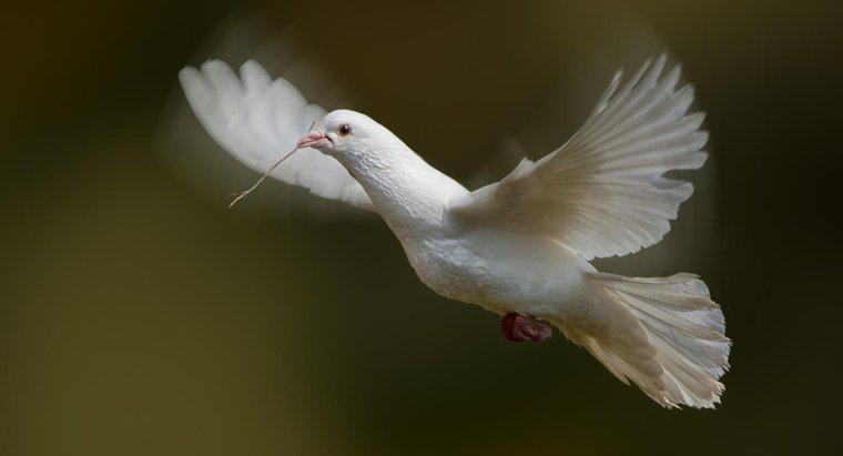 Co symbolizują białe gołębie?