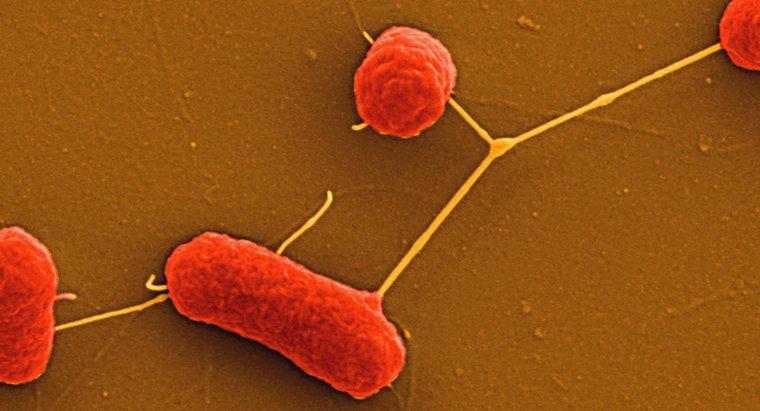 Jakie są bakterie nieperforne?