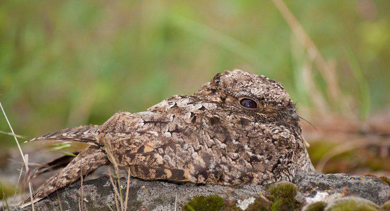Co to jest jedyny ptak, który hibernuje?