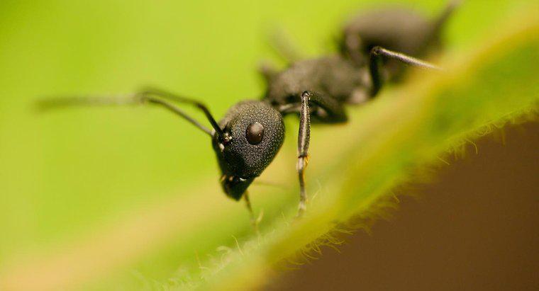 Czy mrówki są roślinożercami czy drapieżnikami?