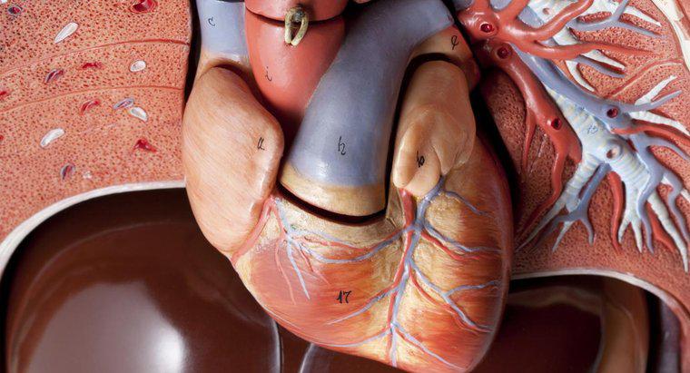 Ile tętnic znajduje się w ludzkim sercu?