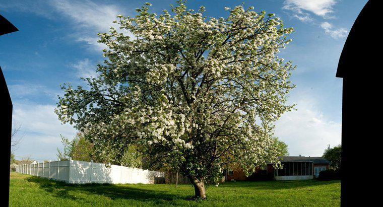 Kiedy najlepiej spryskiwać drzewa jabłoniowe?