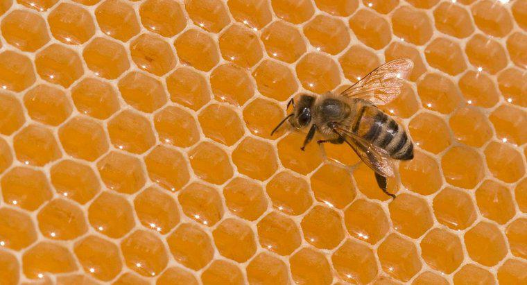 Ile pszczół waży?