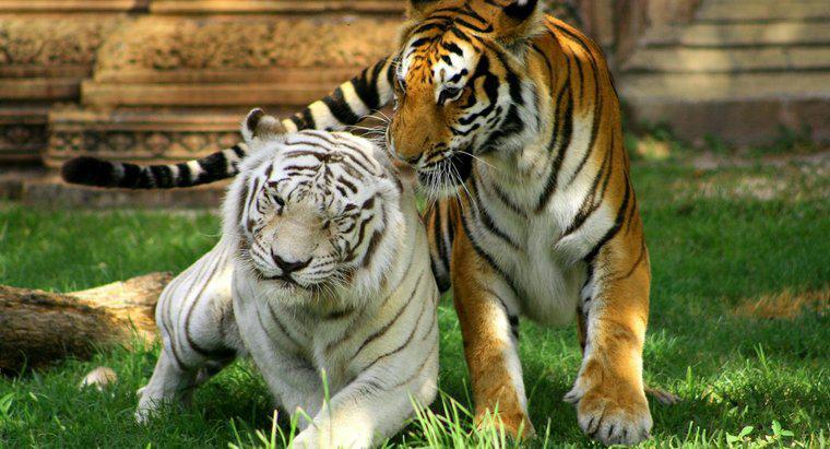 Do czego biome sięga biały tygrys?