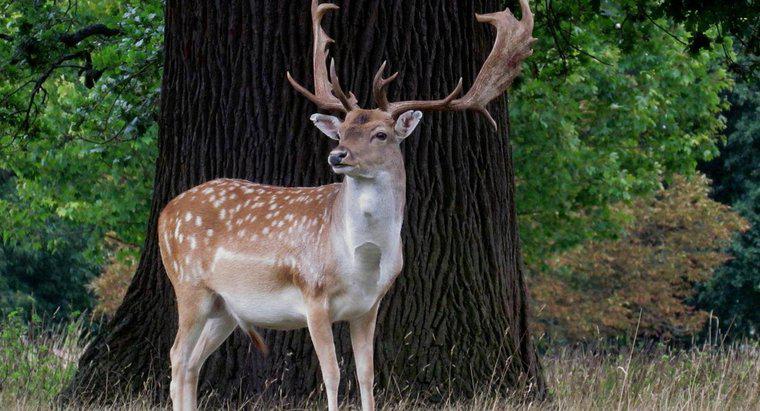 Jaka jest różnica między Buck and the Stag?