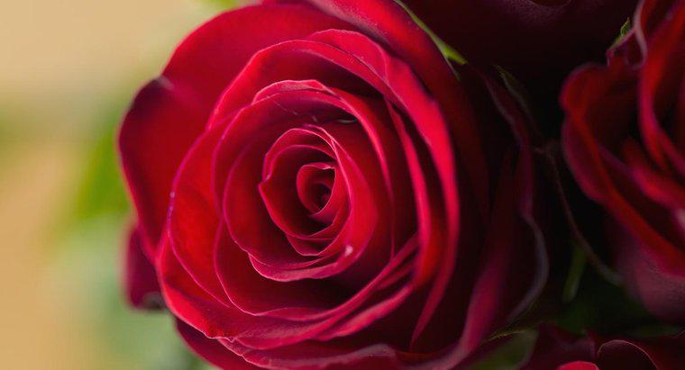 Co oznaczają czerwone róże?