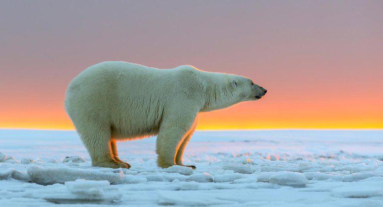Jak duże są niedźwiedzie polarne?