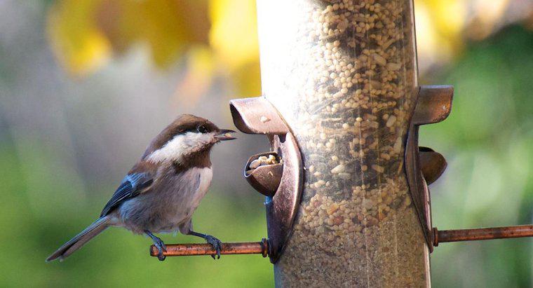 Jakie rodzaje jedzenia czy ptaki jedzą?