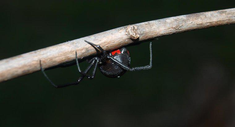 Jakie są najbardziej niebezpieczne rodzaje pająków?