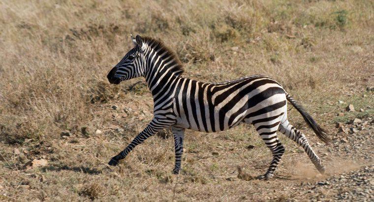 Czy Zebra działa szybciej niż koń?