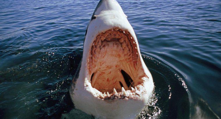Dlaczego dochodzi do wielkich ataków białych rekinów?