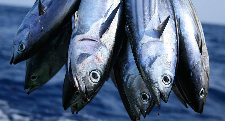 Co robią ryby tuńczykowe?