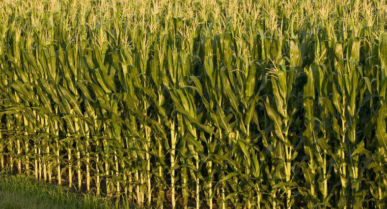 Jaka jest różnica między kukurydzą i kukurydzą?