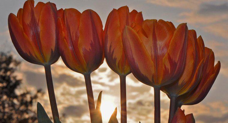 Czy wycinam tulipany po tym, jak się rozkwitną?