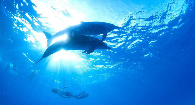 W którym odcinku Ocean Zone Do Dolphins Live?