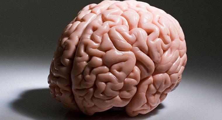 Która część mózgu jest odpowiedzialna za procesy wyższej myśli, takie jak logiczne myślenie?