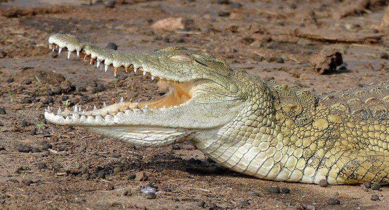 Co robi krokodyl nilowy?