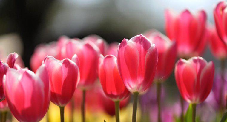 Jak kwitną tulipany?