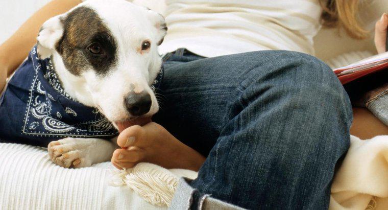 Dlaczego psy lizują ludzkie stopy?
