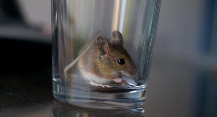 Jakie są domowe środki do zabijania myszy?
