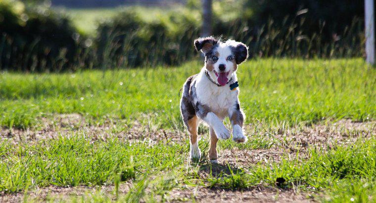 Jak szybko może biegać pies?