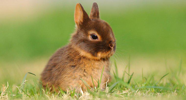 Jak długo żyją królicze krasnoludki Netherland?